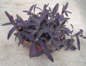 Purple heart plant care in winter