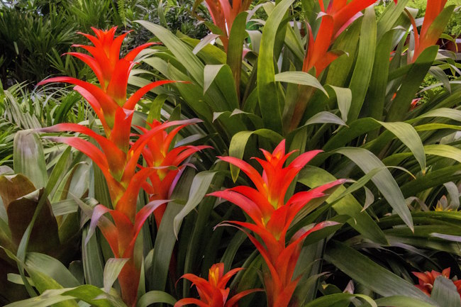 bromeliads, guzmania lingulata, tropical house plants