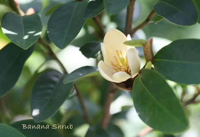 Banana Shrub Flower