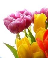 Flower Bulb Catalogs Bulbs For Flower Bulb Catalogs Bulbs For