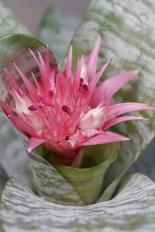 Urn Plant Blooming urn plant, aechmea stripes