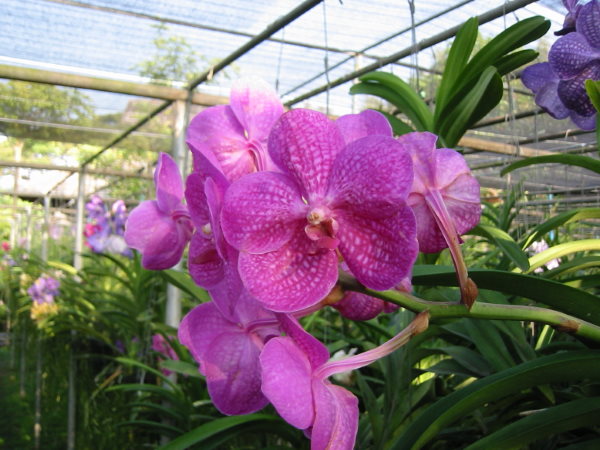 vanda vandas orchids humidity natured bathed