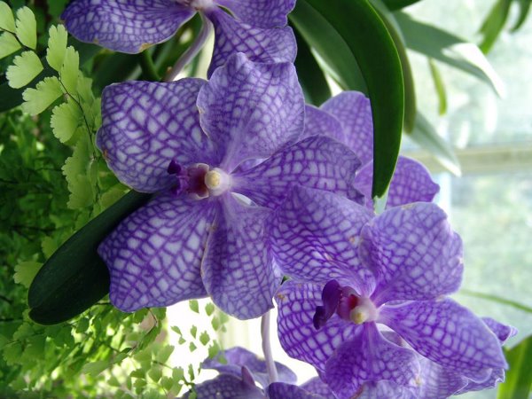 Vanda Orchid Indoor Care Tips