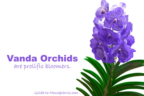 vanda orchid care, growing vanda orchids indoors