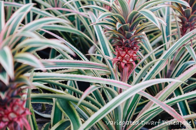 Pineapple Plants Indoors - Ananas comosus