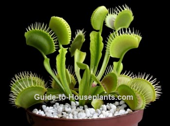 venus fly trap, venus fly trap plant, dionaea muscipula, carnivorous plant