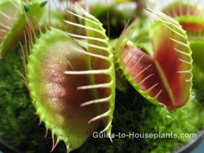 venus fly trap, venus fly trap plant, dionaea muscipula