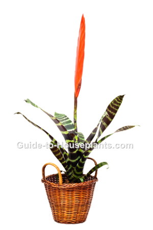 Vriesea Splendens in a Basket vriesea splendens, flaming sword plant, bromeliad