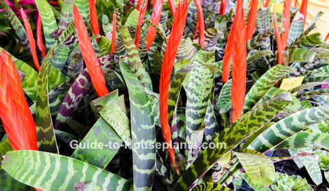 aspect Marine Hoofd Vriesea Splendens - How to Grow and Bloom this Showy Bromeliad Indoors