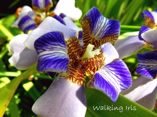 beautiful unusual flowers