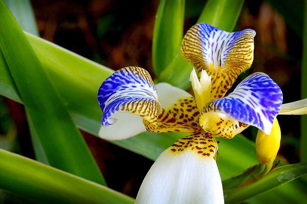 Iris Flower: Varieties to Grow and How to Care for Them