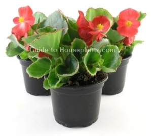 wax begonia, begonia care