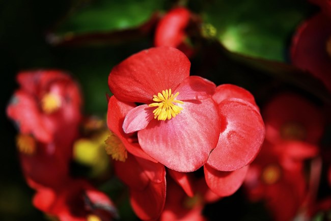 wax begonias, red begonias