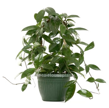 Indoor house plant waxy leaf