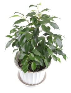  Common  House  Plants  with Pictures