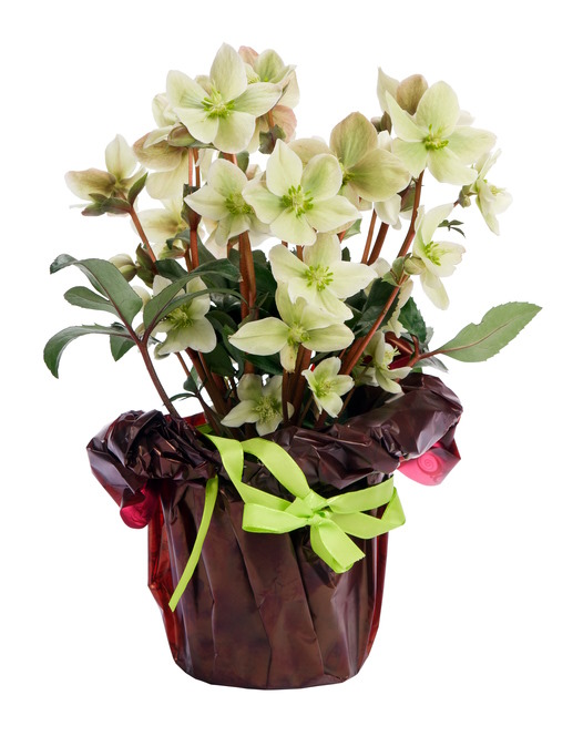 helleborus niger, white hellebore, hellebore houseplant