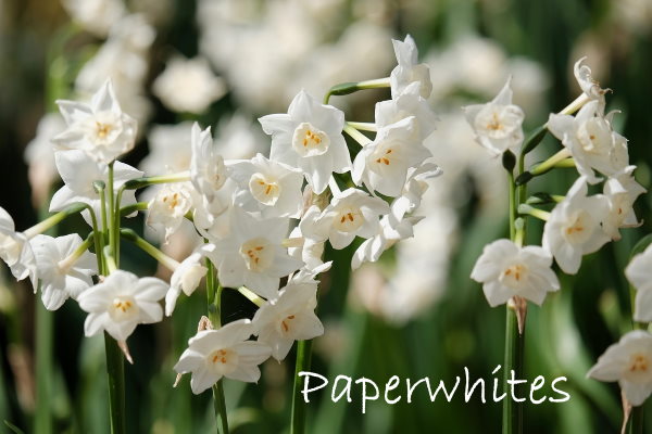 Paperwhite Narcissus - Forcing Paperwhites Indoors and Care Tips