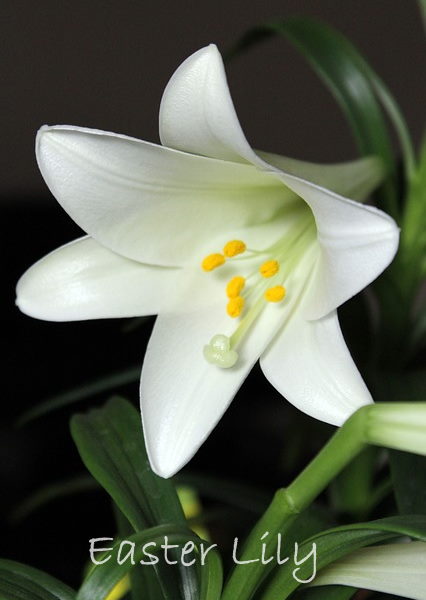 easter lily care, white easter lily, lilium longiflorum