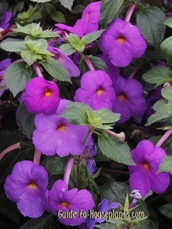 Growing Achimenes House Plants Achimenes Hot Water Plant Flowers