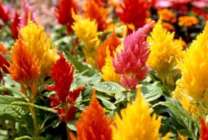 How to grow Celosia