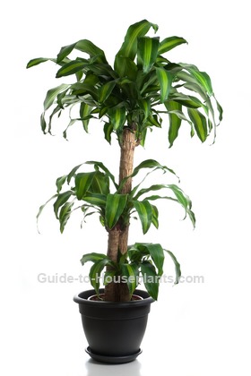 corn plant care tips dracaena fragrans 39 massangeana 39 extremely low light plants