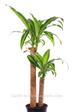 Corn Plant Care Tips Dracaena Fragrans Mangeana Corn Plant Care Dracaena Fragrans Mangeana House Plants