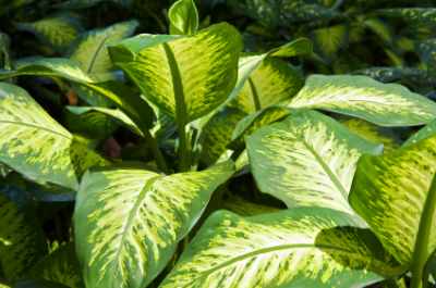 Tropical House Plants Pictures Ffenbachia Dumb Cane Tropical House Plants Broad Leaves