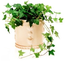 Growing English Ivy Plant Care - Hedera helix Growing English Ivy Plant Care - Hedera helix