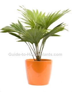 Indoor Palm Trees Pictures Of House Plants European Fan Palm Mediterranean