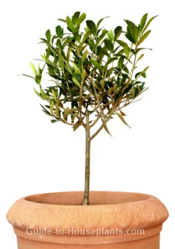 Growing Olive Trees Indoors Dwarf Tree Care Growing Olive Trees Pruning Dwarf Tree Care
