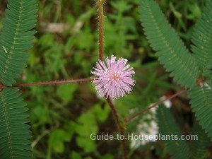 Sensitive Plant Mimosa Pudica Care Tips Picture Mimosa Pudica Sensitive Plant