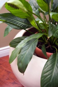 Common House Plants With Pictures Peace Lily Spatheflower Houseplants Common House Plant