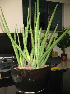 Cylindrical Snake Plant Sansevieria Cylindrica Care Tips