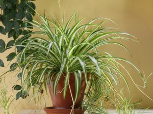 Common House Plants With Pictures Spider Plant Common House Houseplant