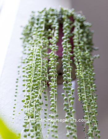 String Of Pearls Plant Bead Senecio Rowley String Of Pearls Plant Senecio Rowley Succulent Houseplant