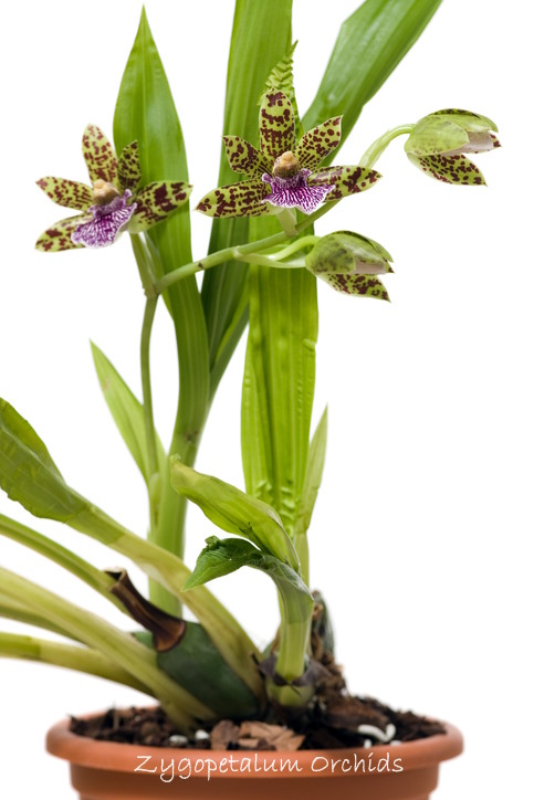 Zygopetalum orchid