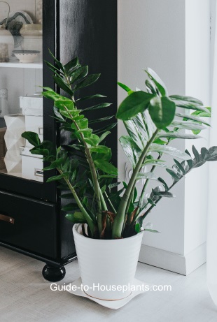 zz plant, zamioculcas, houseplant